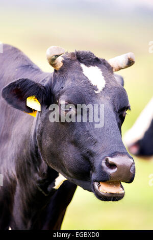 Vache dans une clairière Banque D'Images