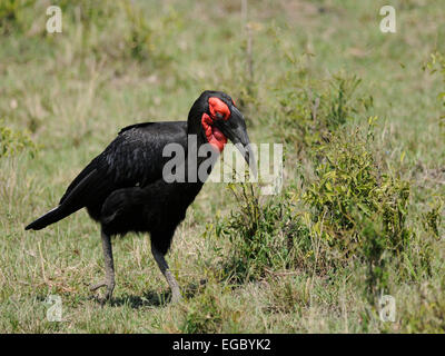 Un calao terrestre du sud ( Bucorvus cafer ) se nourrissant sur les plaines du Masai Mara au Kenya Banque D'Images