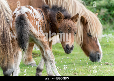 Poneys New Forest et son poulain dans le Parc National Banque D'Images