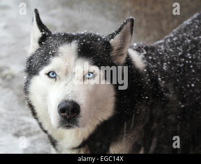 Portrait d'un chien husky dans la neige sur une journée d'hiver Banque D'Images