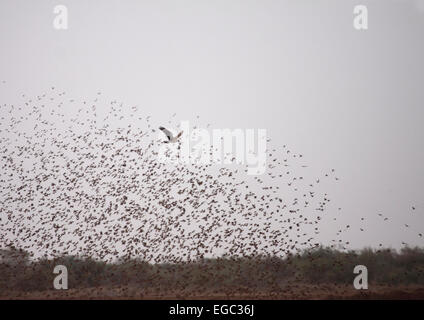 Red-billed quelea troupeau mobbing circaète Jean court au Sénégal Banque D'Images