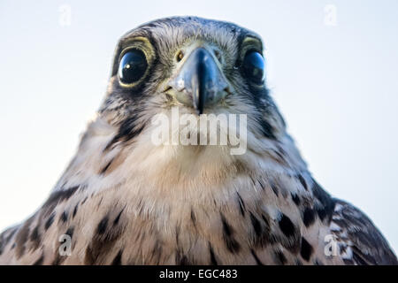 Faucon lanier (Falco biarmicus) Banque D'Images