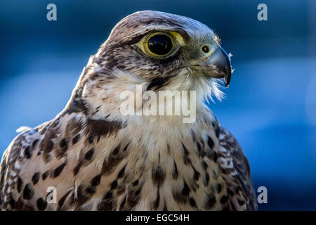 Faucon lanier (Falco biarmicus) Banque D'Images