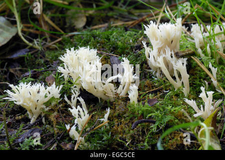 Champignon de corail blanc, clavulina coralloides clavulina cristata) (ou plus en forêt mixte, Dumfries et Galloway, Écosse Banque D'Images