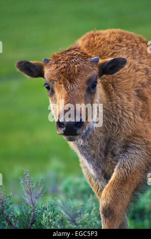 Veau de bison La marche vers l'observateur dans le Parc National de Yellowstone, Wyoming. Banque D'Images