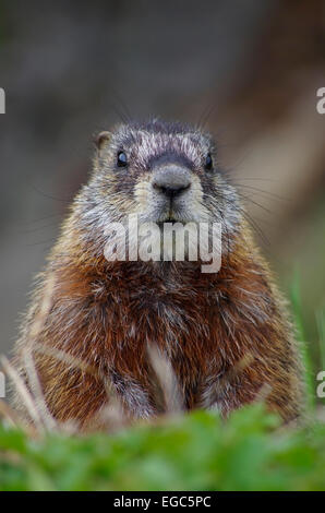 À la recherche de marmottes au spectateur, dans le Parc National de Yellowstone, Wyoming, United States. Banque D'Images