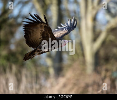 Coprin micacé ou vautour nubien (Torgos tracheliotos) flying Banque D'Images