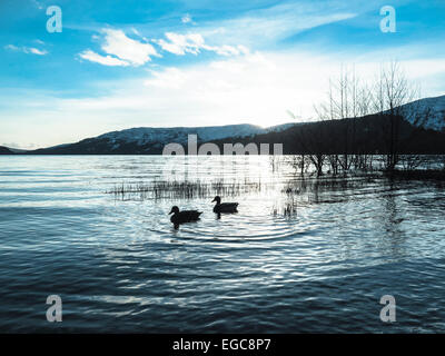 Canards en roseaux au crépuscule sur le Loch Lomond Banque D'Images