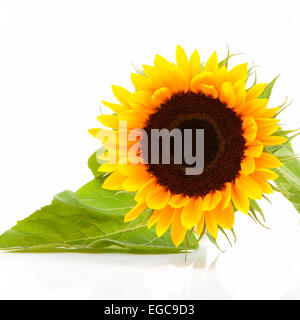 Un gros plan sur tournesol over white background Banque D'Images