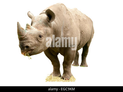 Découper l'image d'un rhinocéros noir Banque D'Images
