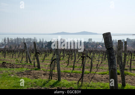 Vignoble à Badacsony au printemps au Lac Balaton Banque D'Images