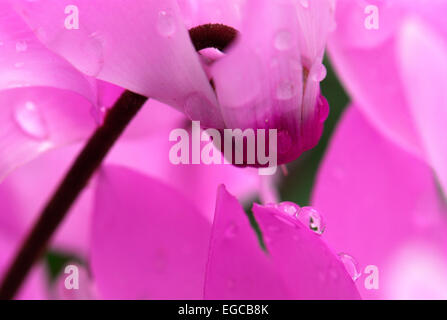 Cyclamen persicum, gros plan Banque D'Images