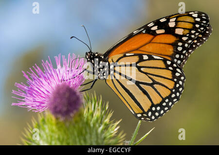 Le papillon monarque 'Danaus plexippus' appartient à la famille des Nymphalidae. Il est considéré comme le plus commun en Amérique du Nord Banque D'Images