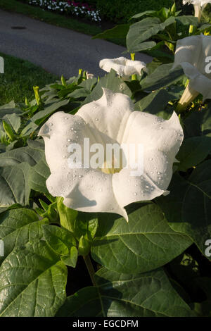 L'attrayant mais hautement toxique fleur d'une datura stramoine connue également comme anges et trompette. Banque D'Images