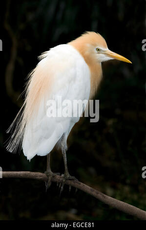 Le Héron garde-boeufs Bubulcus ibis' 'est une espèce d'Heron appartenant à la famille des Ardeidae '. trouvés dans les régions tropicales, subtropicales et Banque D'Images