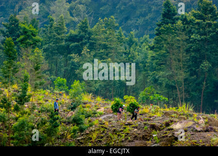 Les villageois transportant les herbes de la forêt sur les pentes du Mont Merapi, Java, Indonésie. Banque D'Images