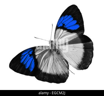 Papillon bleu Banque D'Images