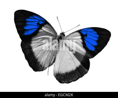 Papillon Banque D'Images