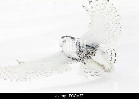 Vol en gros plan avec chouette des neiges plein format Banque D'Images