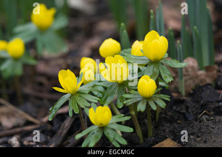 Eranthis hyemalis fleur en hiver. Banque D'Images