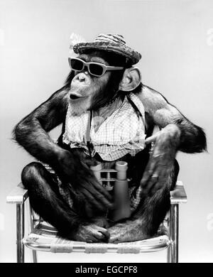 1960 CHIMP ASSIS DANS DES CHAISES WEARING BIKINI CHAPEAU DE PAILLE ET LUNETTES HOLDING BINOCULARS Banque D'Images