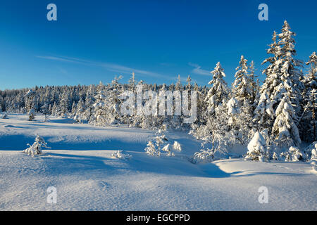 La neige paysage d'hiver, parc national de Harz, près de Torfhaus, Basse-Saxe, Allemagne Banque D'Images