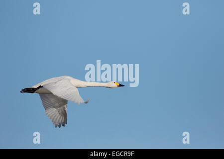 Bewicks, Swan Cygnus bewickii, seul oiseau en vol, Gloucestershire, Janvier 2015 Banque D'Images