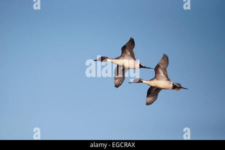 Le Canard pilet Anas acuta, deux mâles en vol, Gloucestershire, Janvier 2015 Banque D'Images