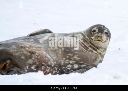 Les phoques de Weddell (Leptonychotes weddellii). La mère et le chiot couché sur la glace de mer. Les phoques de Weddell sont nés à l'unité. Ils ont beau soft hai Banque D'Images