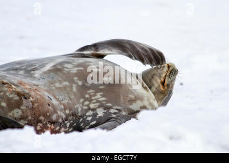 Les phoques de Weddell (Leptonychotes weddellii). Jeune chiot gisant sur la glace de mer. Les phoques de Weddell sont nés à l'unité. Ils ont beau doux cheveux (la Banque D'Images