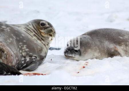 Les phoques de Weddell (Leptonychotes weddellii). La mère et le chiot couché sur la glace de mer. Les phoques de Weddell sont nés à l'unité. Ils ont beau soft hai Banque D'Images