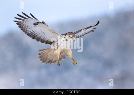 La buse (Buteo buteo), forme blanche en vol, Réserve de biosphère, Swabian-Alb, Bade-Wurtemberg, Allemagne Banque D'Images