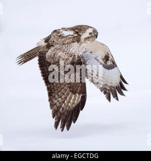 La buse (Buteo buteo), forme blanche en vol, Réserve de biosphère, Swabian-Alb, Bade-Wurtemberg, Allemagne Banque D'Images