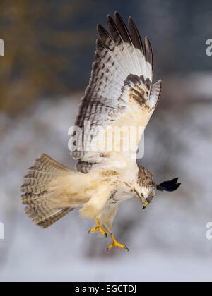 La buse (Buteo buteo), forme blanche en vol, Réserve de biosphère, Swabian-Alb, Bade-Wurtemberg, Allemagne Banque D'Images