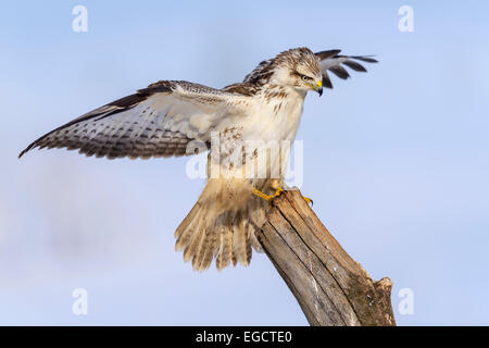 La buse (Buteo buteo), forme blanche, l'atterrissage sur un vieux tronc de la Réserve de biosphère, Jura souabe, Bade-Wurtemberg, Allemagne Banque D'Images