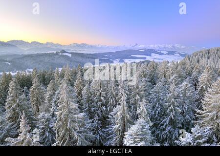 Vue du Chuderhüsi plus de sapins couverts de neige dans la région de l'Emmental à l'aube, à l'arrière les Alpes Bernoises avec l Banque D'Images