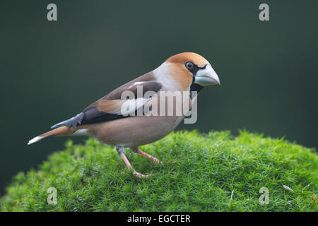 (Coccothraustes coccothraustes Hawfinch), homme, de l'Ems, Basse-Saxe, Allemagne Banque D'Images