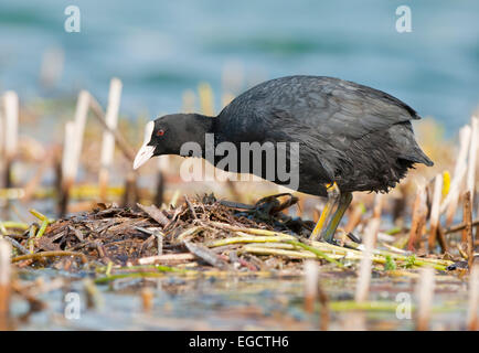 Foulque macroule (Fulica atra) à son nid, Thuringe, Allemagne Banque D'Images