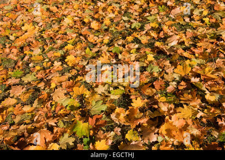 Érable de Norvège (Acer platanoides), les feuilles d'automne, Thuringe, Allemagne Banque D'Images