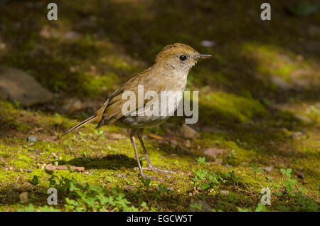 Frantzius' Nightingale Thrush ou Ruddy-capped Nightingale Bicknell (Catharus frantzii), Parc National de Los Quetzales Banque D'Images