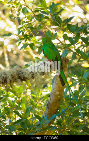 Quetzal resplendissant (Pharomachrus mocinno) perché sur une branche, le Parc National Los quetzales, Province de San José, Costa Rica Banque D'Images