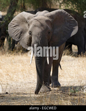 Déménagement de l'Eléphant d'Afrique à partir de son troupeau vers le photographe. Banque D'Images