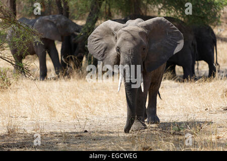 Déménagement de l'Eléphant d'Afrique à partir de son troupeau vers le photographe. Banque D'Images