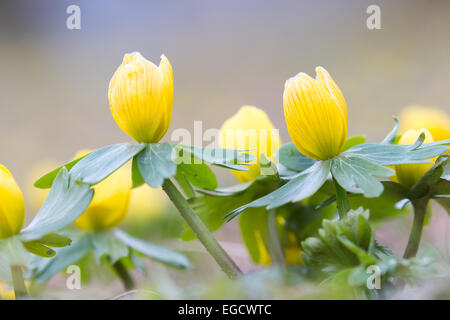 Aconit d'hiver (Eranthis hyemalis) Banque D'Images