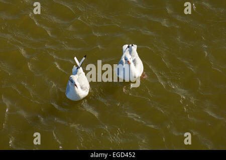 Deux mouettes à tête noire flottant sur les eaux de la mer des Wadden aux Pays-Bas Banque D'Images