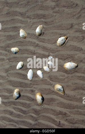 Coquillages sur une plage dans une spirale Banque D'Images