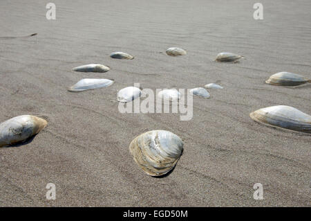 Coquillages sur une plage dans une spirale Banque D'Images