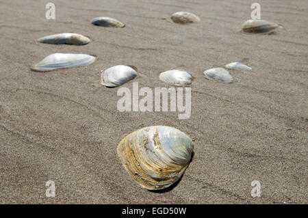 Coquillages sur une plage dans une spirale Banque D'Images