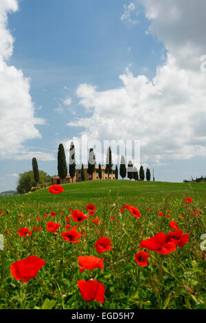 Maison de campagne toscane et de cyprès au-dessus d'un champ de coquelicots, Val d'Orcia, Val d'Orcia, UNESCO World Heritage Site, près de Pienza, province de Sienne, Toscane, Italie, Europe Banque D'Images