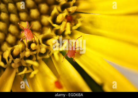 Trombidium holosericeum en fleur, macrophotographie Banque D'Images